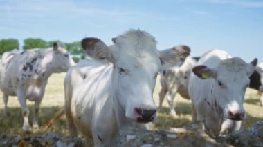 Holstein inekleri, berrak mavi gökyüzü ile güneşli çayırlarda otlar, sakin bir kırsal alan sergilerler..
