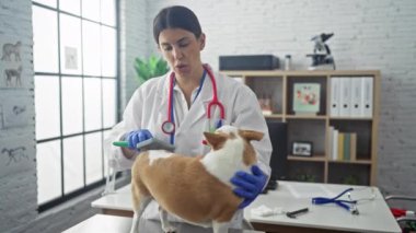 Klinikteki genç bir veteriner kadın, masadaki bir chihuahua köpeğini muayene ediyor ve kapalı bir veteriner ortamında evcil hayvan bakımını vurguluyor..