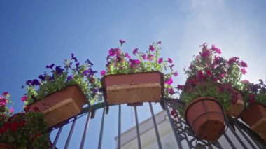 Terracotta saksılarındaki canlı petunya çiçekleri Puglia, İtalya 'da açık mavi bir gökyüzünün altında dövülmüş demir bir çiti süslüyor..