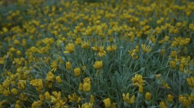 Açık hava görüntüsü, Güney İtalya 'da, Puglia' da canlı bir gazania rijeni alanı yakalıyor. Bol miktarda yemyeşil sarı çiçekler yoğun ve renkli bir çiçek dekoru oluşturuyor..
