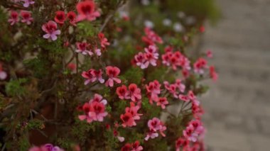 Puglia, İtalya 'da bir bahçede parlak pembe ve kırmızı pelargonyum çiçekleri canlı yapraklarını ve açık hava cazibelerini sergiliyorlar..
