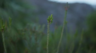 Yeşil bir bitkinin doğal dış görünüşü bulanık arka planda, vahşi doğada bir bitkinin huzur veren güzelliğini yakalıyor..