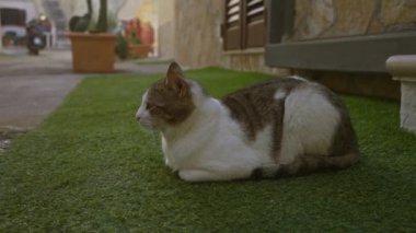 Evcil bir kedi, Gelibolu, Puglia, İtalya 'da yeşil bir ara sokakta yeşil yapay çimlerin üzerinde duruyor. Taş duvarları ve Avrupa' da büyüleyici bir sokak manzarası sunan açık hava esrar bitkileri var..