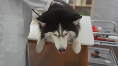 Beyaz önlüklü bir adam veteriner kliniğindeki masada bir Husky 'yi muayene ediyor..