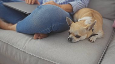 Orta yaşlı bir kadın kanepede dizüstü bilgisayarı ve sıcak bir oturma odasında sadık bir chihuahua ile rahatlıyor..