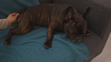 Bir boğa köpeği evde nazikçe okşanıyorken mavi bir battaniyede dinlenir..