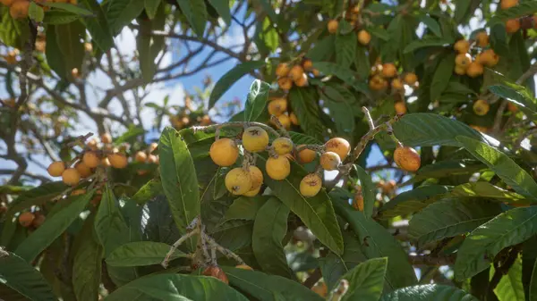 stock image Loquat fruits hanging on branches of a tree in puglia, italy, with clear blue sky in the background.