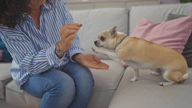 Orta yaşlı bir kadın sıcak bir oturma odasında bir chihuahua eğitiyor.