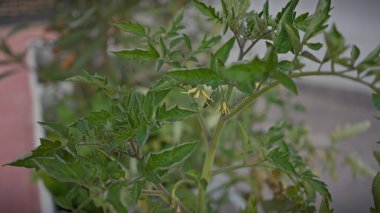 Solanum lycopersicum bitkisine yakın çekim, sarı çiçekler ve yeşil yapraklar, murcia, İspanya.