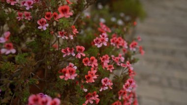 Pembe ve kırmızı pelargonyum çiçekleri açık havada Puglia, Güney İtalya 'da bir bahçede, bulanık taş bir arka planda güzelliklerini sergilerler..