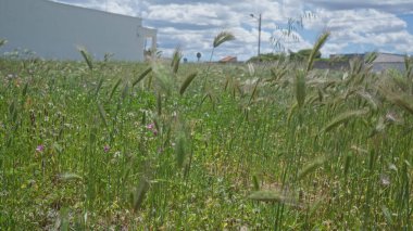 Puglia 'daki yeşil alan, çimen ve kır çiçekleriyle dolu mavi gökyüzünün altında bulutlar ve arka planda beyaz bir bina.