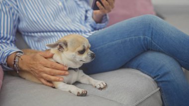 Orta yaşlı bir kadın, Chihuahua 'sıyla rahat bir şekilde kanepede oturur ve akıllı telefonunu kullanır..