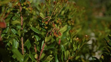 Güney İtalya 'nın puglia bölgesinde yetişen Çilek Ağacı olarak da bilinen Arbutus Unedo' nun yakın plan çekimlerinde yeşil yaprakları ve olgunlaşmamış meyveleri sergilenmektedir..