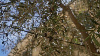 An olive tree in puglia, italy, with ripe olives hanging on its branches and sunlight filtering through the leaves, capturing the essence of the mediterranean outdoor landscape. clipart