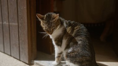 Açık hava sahnesinde beyaz ve kahverengi çizgili ceketli bir kedi ahşap bir kapının yanında güneş ışığına yakalanır..