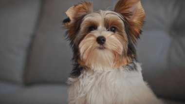 Bisikletli teriyer köpek yavrusu yumuşak bir ifade ve dikkatli bir bakışla içeride poz verir ve belirgin üç renkli ceketini gösterir..