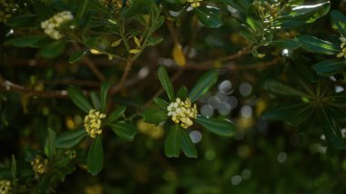 Branch of an evergreen pittosporum tobira plant with clusters of small white flowers and glossy green leaves, found outdoors in southern italy, puglia, basking in sunlight clipart