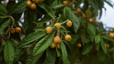 Loquat eriobotrya japonica 'nın, olgun meyve ve yemyeşil yapraklı, Puglia, Güney İtalya' da bir açık hava ortamında çekilmiş yakın çekimi..