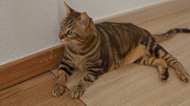 Evdeki ahşap zeminde, beyaz desenli duvarın yanında yeşil gözlü kahverengi bir tekir kedi yatıyor..
