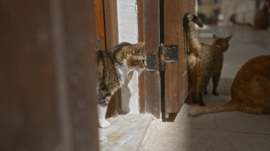 Üç kedi, açık ahşap bir kapının ardında, gün ışığında açık bir alanda doğal meraklarını ve şakacı davranışlarını sergileyerek, sıcak ve davetkar bir ortam keşfeder..