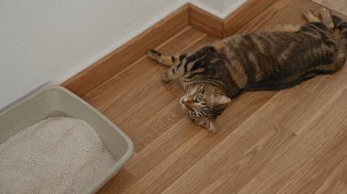 Bir tekir kedi, ahşap bir zeminde, kapalı bir ev ortamında çöp kutusunun yanında, yeşil gözlerle yukarı bakıyor..