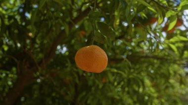 İtalya, Puglia 'da canlı, güneşli bir meyve bahçesinde bulunan yemyeşil bir ağaç dalında asılı duran tek bir olgun mandalina Güney İtalya' da narenciye yetiştirmenin zenginliğini gösteriyor..