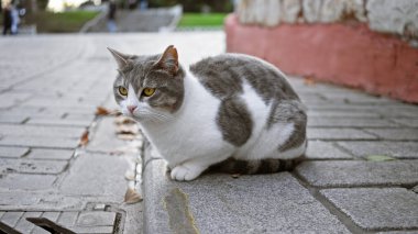 Gri ve beyaz kedi, arka planda şehir parkı olan bir kaldırım taşı caddesinde oturuyor.