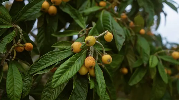 Stock image Close-up shot of a common loquat eriobotrya japonica with ripe fruit and lush green leaves in an outdoor setting in puglia, southern italy.