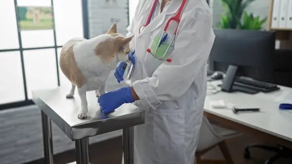 stock image Female veterinarian examining a chihuahua on a metal table indoors in a clinic room.