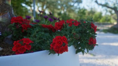 Parlak kırmızı verbena çiçekleri puglia 'da beyaz bir tencerede açar, İtalya' da yeşil ağaçlar ve arka planda parlak mavi bir gökyüzü vardır..