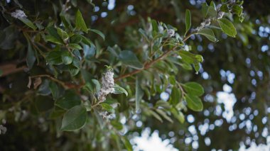 Close-up of quercus coccifera, commonly known as kermes oak, in murcia, spain, showcasing its evergreen leaves and flowering catkins. clipart