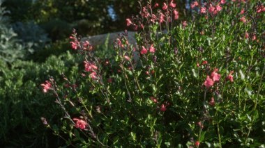 A vibrant display of pink salvia microphylla flowers in a lush garden setting in puglia, italy, showcasing natural beauty and rich green foliage under the sunlight. clipart