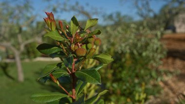 Arbutus unedo bitkisi yeşil yapraklar ve küçük meyvelerle güneşli bir puglia bahçesinde arka planda bulanık ağaçlar ve yeşillik var..