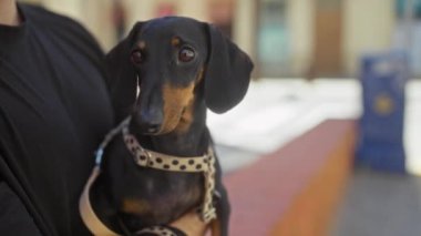 Bir adam, şehir sokak ortamında tasmalı bir daksund tutuyor ve evcil hayvanın tetikte ve tuhaf ifadesine odaklanmasını sağlıyor..