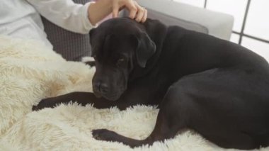 Büyük siyah labrador köpeğini nazikçe okşayan bir kadın tüylü beyaz bir battaniyenin üzerinde rahat bir şehir ortamında dinleniyor..