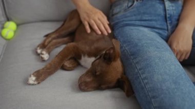 Oturma odasındaki bir kanepede oturan bir kadın yanında tenis toplarıyla uyuyan bir köpeği okşuyor..