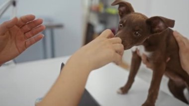 Veteriner kliniğinde küçük kahverengi bir köpekle oynayan bir kadın, ellerini kapalı bir çalışma alanında etkileşime sokuyor..