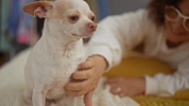 Orta yaşlı bir kadın, küçük bir chihuahua 'yı nazikçe sıcak bir yatak odası ortamında okşar, ev ortamında sakin bir yakınlık anını yakalar..
