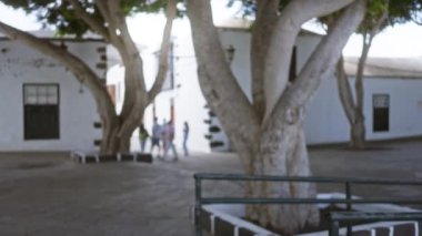 Bulanık insanlar, Lanzarote, İspanya 'da büyük ağaçlarla açık bir meydanda yürüyorlar. Beyaz binalar ve güneşli bir ortam var..