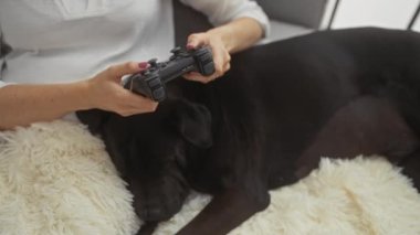 İçerde uyuyan siyah bir labrador 'u sıcacık beyaz bir halıda okşayan bir kadın video oyunları oynuyor..