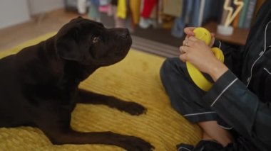 Pijamalı yetişkin bir kadın rahat bir yatak odasındaki bir yatakta Labrador köpeğiyle etkileşime girer. Sıcak ve eğlenceli bir evde evcil hayvana sarı kulaklık takar..