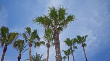 Uzun palmiye ağaçları açık mavi gökyüzüne karşı yükseliyor bu canlı açık hava sahnesinde.
