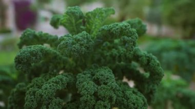 Bolca kıvırcık lahana, brassica oleracea, açık havada, Mallorca 'da, balkulak adalarında, doğal ışık altında canlı ve dokulu yeşil yapraklar sergiliyor..