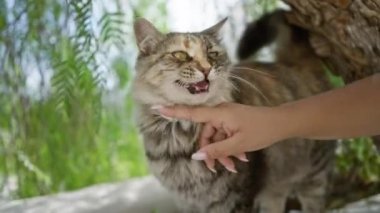 Kadın gün ışığında arka planda yeşillik olan bir kediyi nazikçe okşuyor.