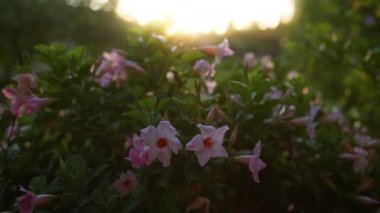 Mallorca bahçesindeki pembe dipladenia çiçeklerini aydınlatan gün batımı canlı yapraklar ve yemyeşil yapraklar sergiliyor.