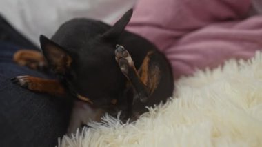 Küçük siyah bir chihuahua köpeği, bir adamın kucağında pembe ve beyaz yastıklı rahat bir evde otururken arka bacağını yalıyor..