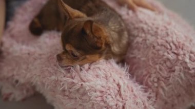 Genç bir kadın, oturma odasında yumuşak pembe bir battaniyeye nazikçe küçük bir chihuahua tutuyor..