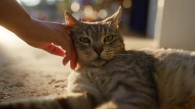 İçerideki kediyi sıcacık gün ışığında okşayan kadın.