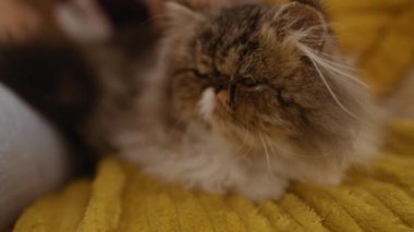 Pofuduk bir kedi, sarı bir battaniyeye oturur ve onu nazikçe okşar..