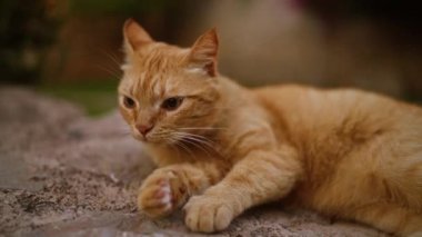 Kızıl kedi güneşli bir günde dışarıda dinleniyor, sakin ve memnun bir ifadeyle bir kaya yüzeyinde yatıyor..
